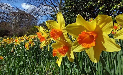 naturalizing daffodils on commercial property