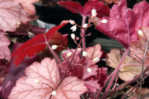 Heuchera plant native to Virginia