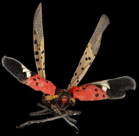 Spotted Lanternfly