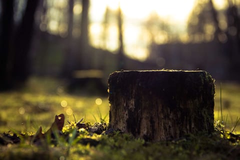 tree stump in yard