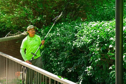 Landscaper removing invasive plants