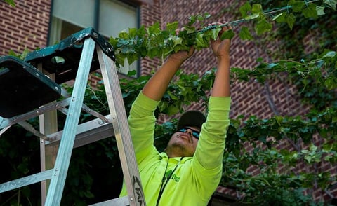 Seasonal landscaper hanging vine