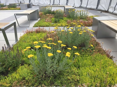 Flowers and Benches on Green Roof