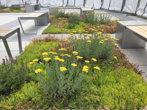 green roof with seating for employees