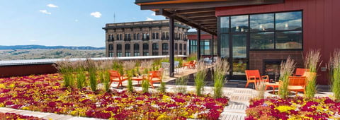 green roof with flowers and grasses