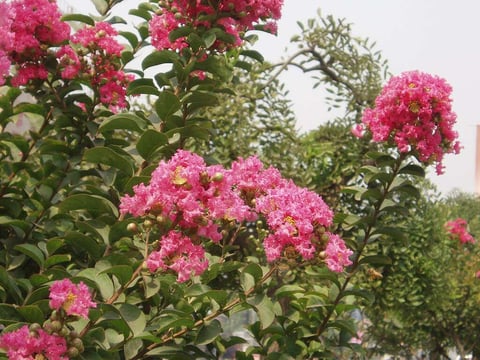 Flowering crape myrtle tree