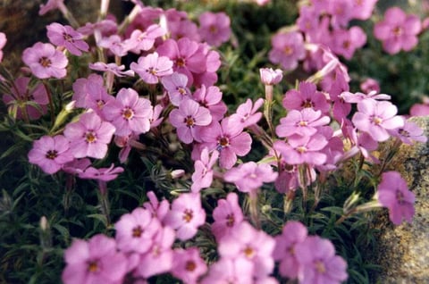 Phlox_subulata_ssp_brittonii_2.jpg