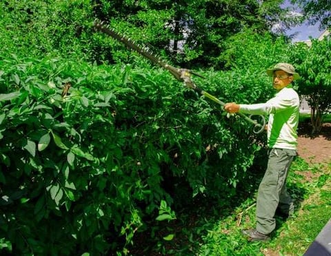 Pruning Bushes