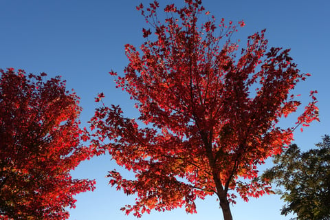 best trees for parking lots.jpg