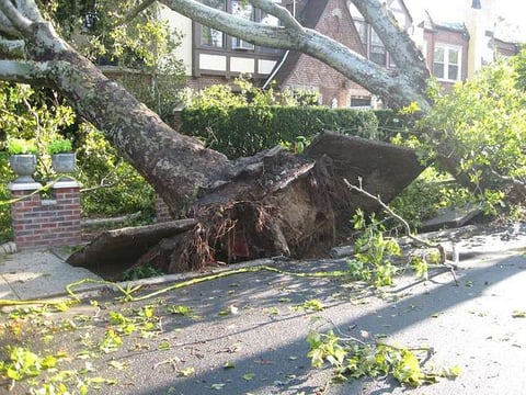 how to identify a dangerous tree