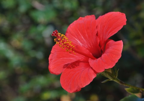 Hibiscus