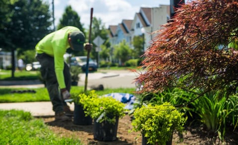 benefits of fall planting