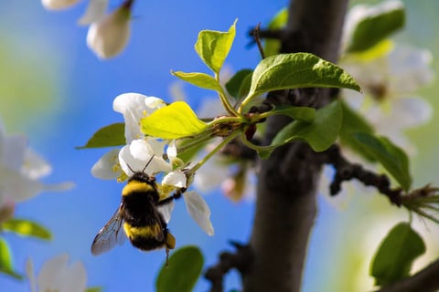 bumble bee plant pollinator