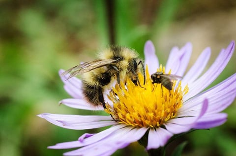 bumblebee and bee pollinators on flower on commercial property