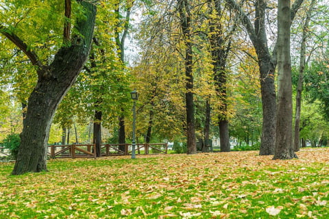 leaves on commercial property