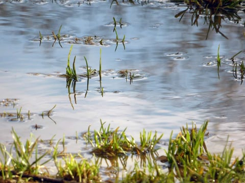 puddle in grass from poor landscape drainage