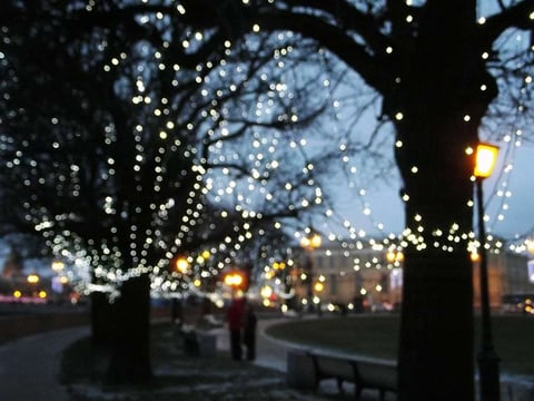 Holiday décor lights on trees