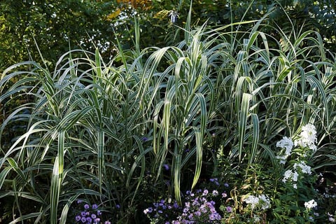 ornamental grass