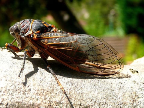 Cicada emerging