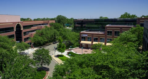 Healthy trees treated with growth regulators in common area