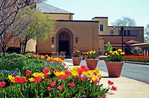 Tulips at Franciscan Monestary 