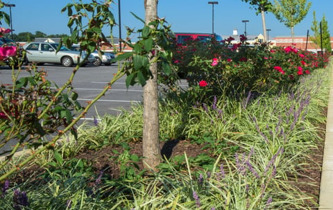 landscape bed in island in parking lot at commercial property