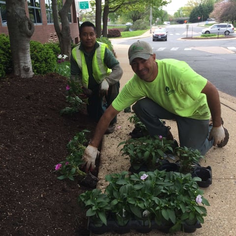 Landscape installation crew