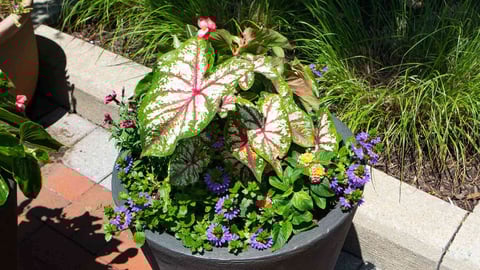 Container garden at Park Potomac