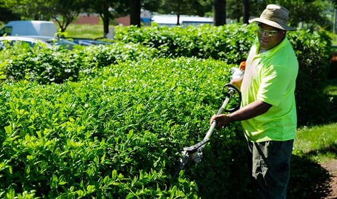 Commercial landscape maintenance pruning