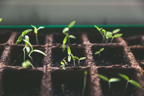 Plants growing representing horticulture career