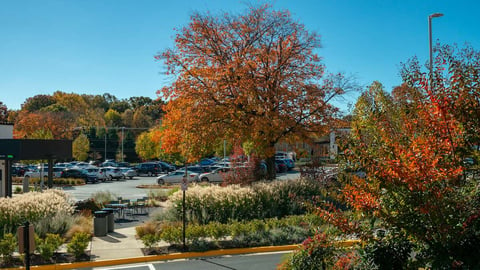 Landscape with fall color plants and trees