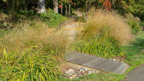 landscape grasses along sidewalk 