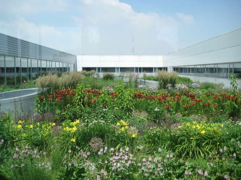 Green roof flowers