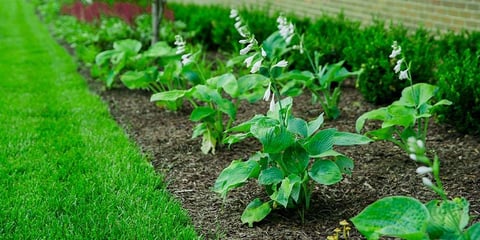 Perennials at Potomac Park