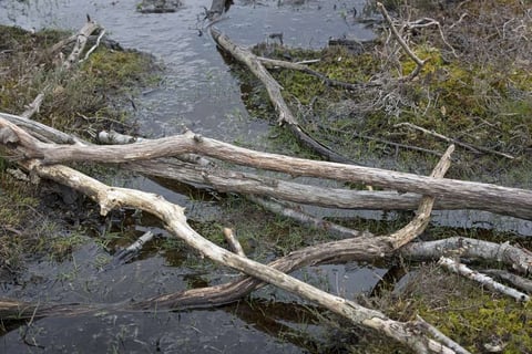 Collection of wooden sticks in a pile in marshland in Springtime.jpeg