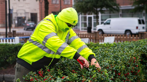 crew pruning shrubs 