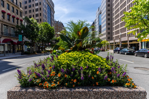 planter box in between busy walkway