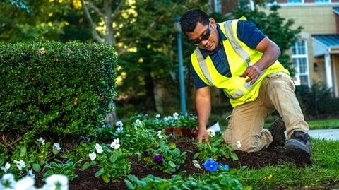 crew planting flowers
