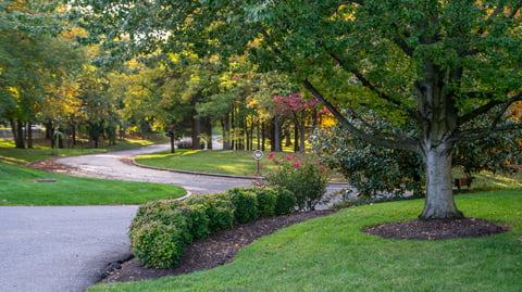 plants placed in shaded area