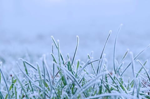 closeup of grass with snow on it